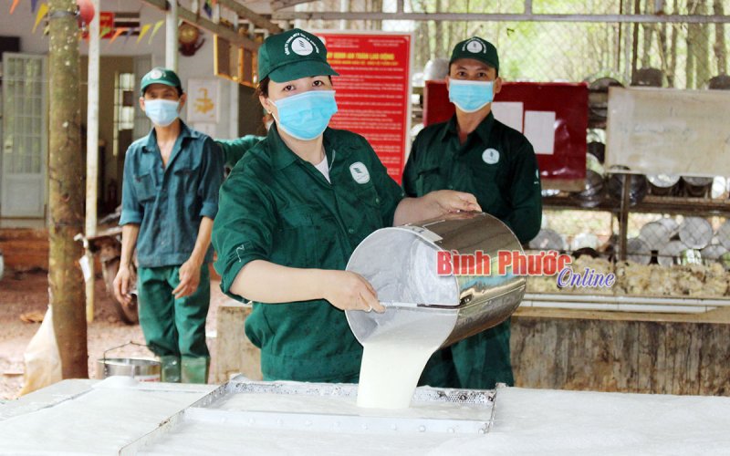 “Mục tiêu kép” ở cao su Bình Long