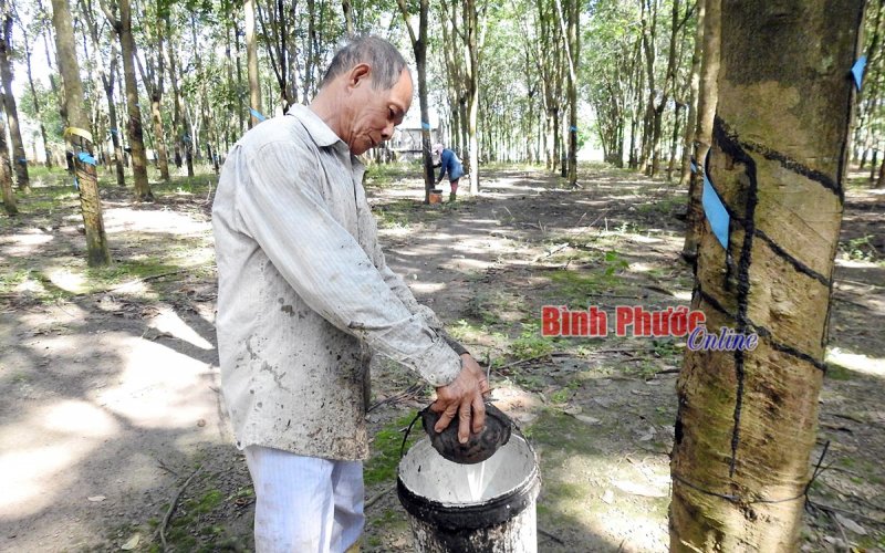 Thương binh làm kinh tế giỏi