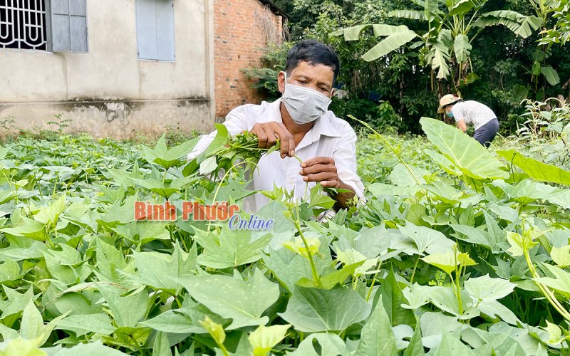 “Vườn rau thân thiện” của ông Điểu Ớt