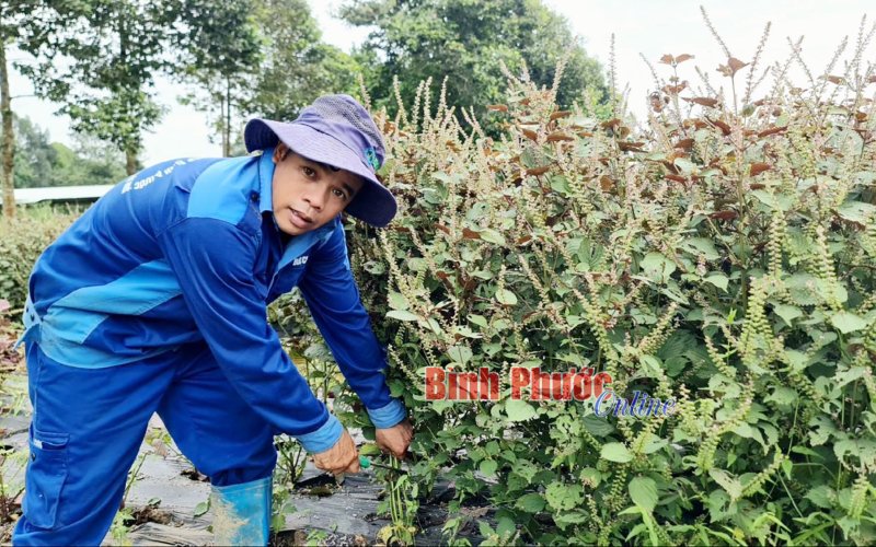 Dược liệu từ rau gia vị