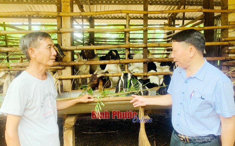 Nâng cao tầm vóc, sức sản xuất đàn dê địa phương