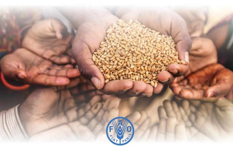 Ngày Lương thực Thế giới 16-10: Khủng hoảng lương thực đang lan rộng