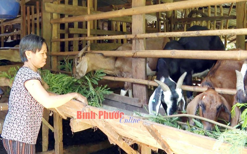 Người nuôi dê sống khỏe nhờ giá ổn định