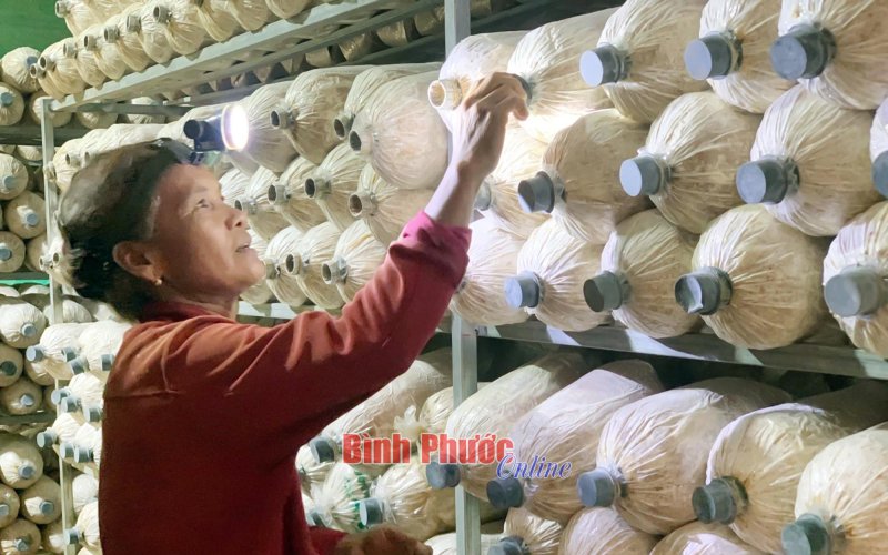 Nông dân Đồng Phú chủ động chuyển đổi cây trồng