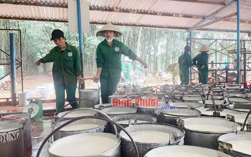 Phát triển rừng cao su bền vững ở Cao su Phú Riềng