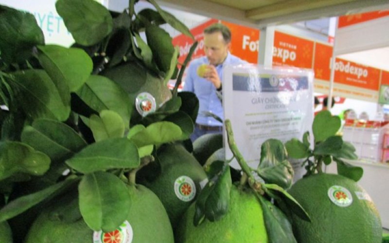 Trái bưởi tươi Việt Nam chính thức được xuất khẩu sang Hoa Kỳ