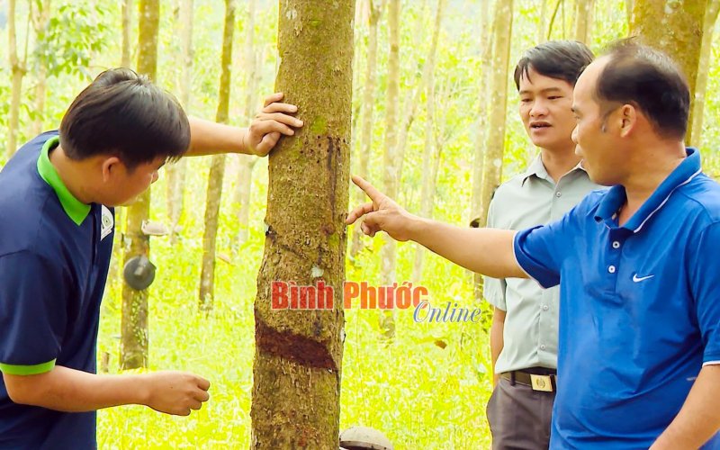 Ứng dụng công nghệ trong khai thác mủ cao su