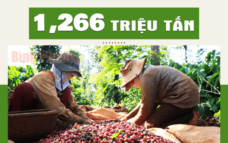9 tháng 2023, xuất khẩu cà phê của Việt Nam đạt 1,266 triệu tấn