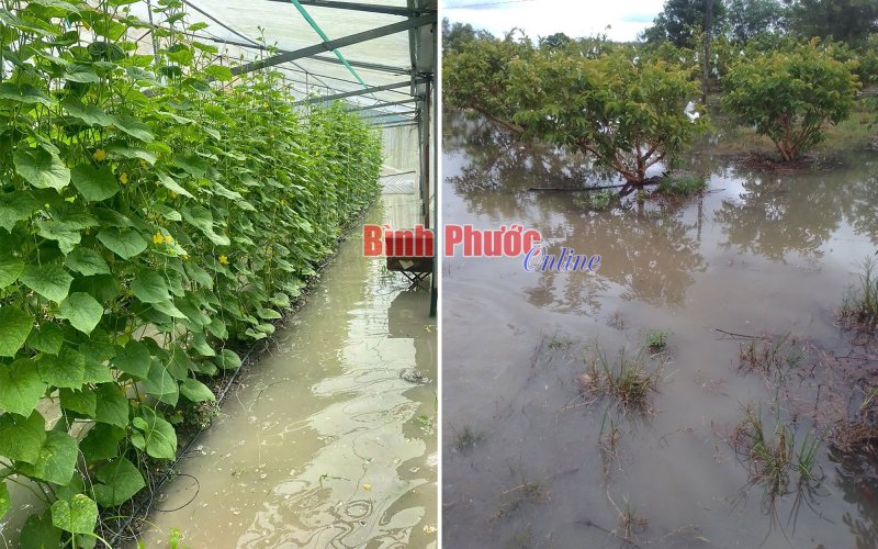 Bình Phước: Mưa lớn gây thiệt hại về người và tài sản