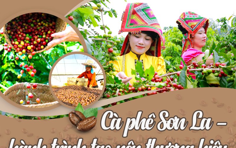 Cà phê Sơn La - hành trình tạo nên thương hiệu