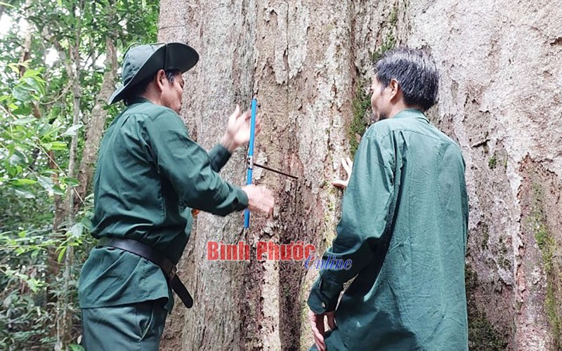 C&acirc;y di sản - mộc linh chốn rừng gi&agrave;