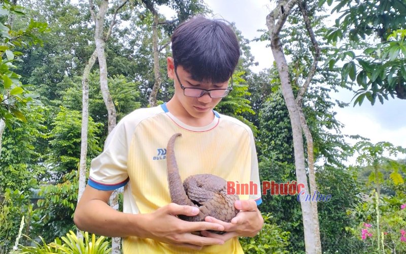 Đồng Xoài: Giao nộp cá thể tê tê Java quý hiếm