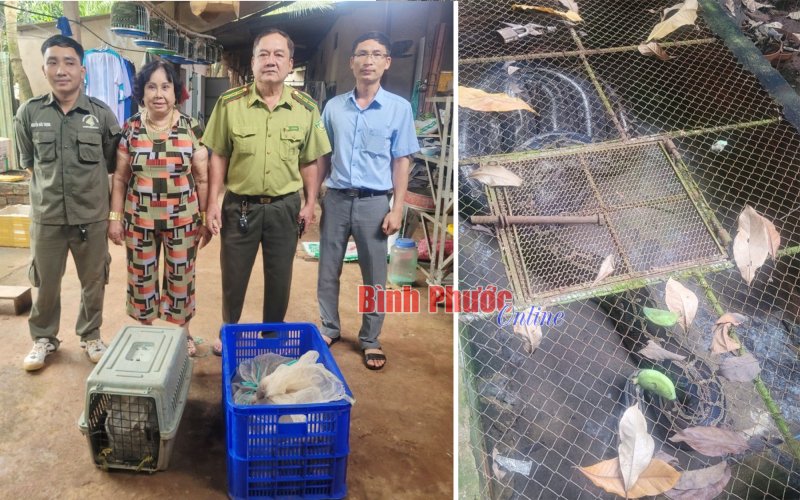 Hạt Kiểm lâm huyện Đồng Phú tiếp nhận 2 cá thể trăn đất quý, hiếm