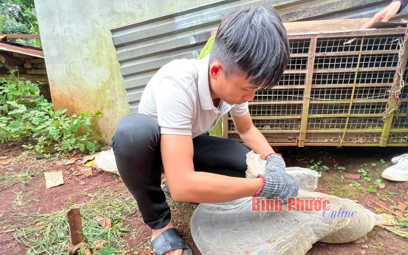 Lộc Ninh: Người dân giao nộp cá thể trăn đất nặng 15kg