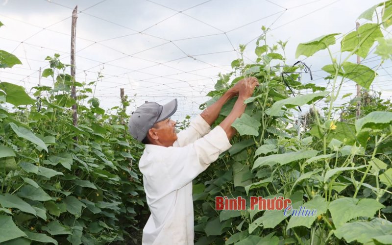 Thu nhập ổn định nhờ chuyển đổi cây trồng