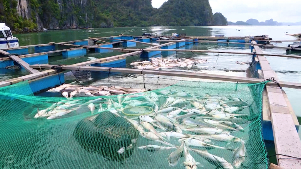 Để ngành nuôi trồng thủy sản sớm phục hồi