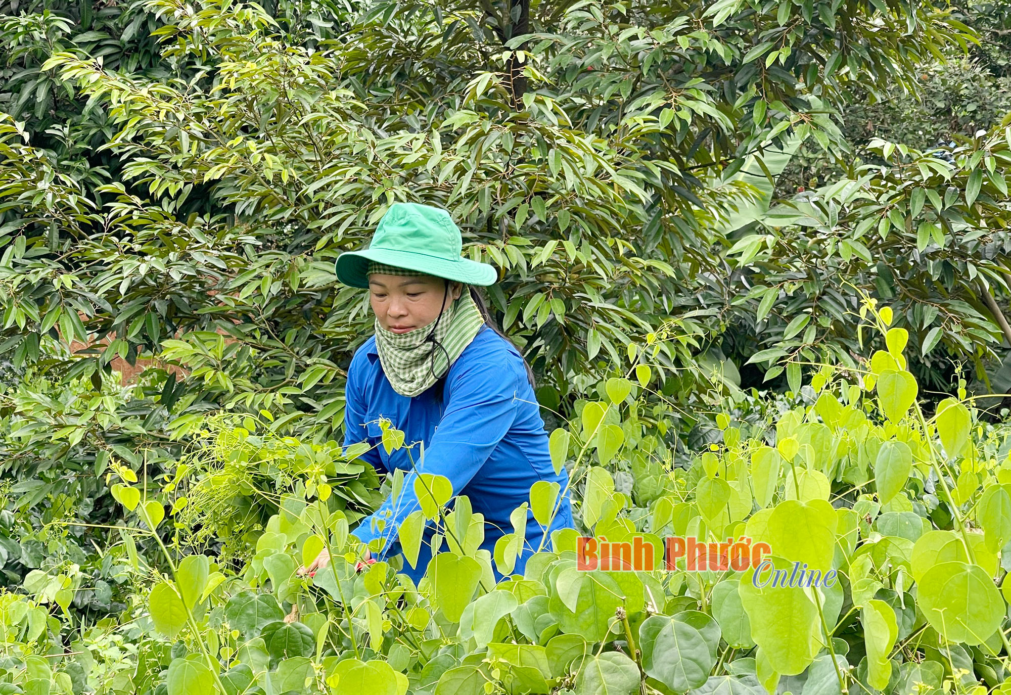 Hiệu quả kinh tế từ rau bò khai