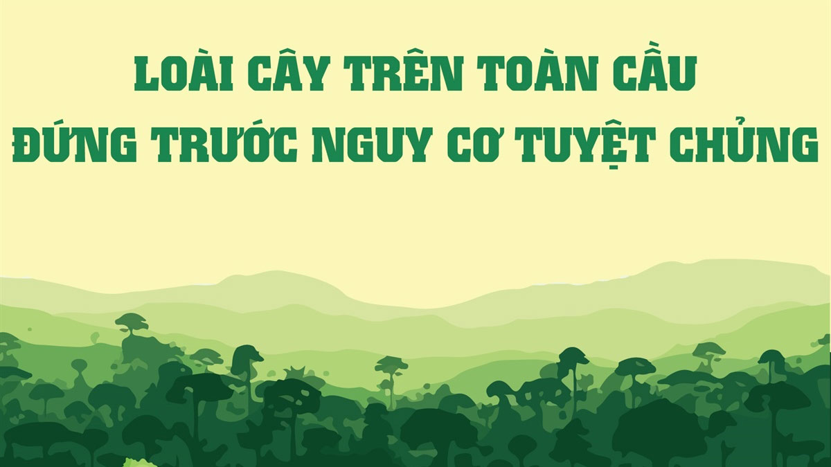 Loài cây trên toàn cầu đứng trước nguy cơ tuyệt chủng