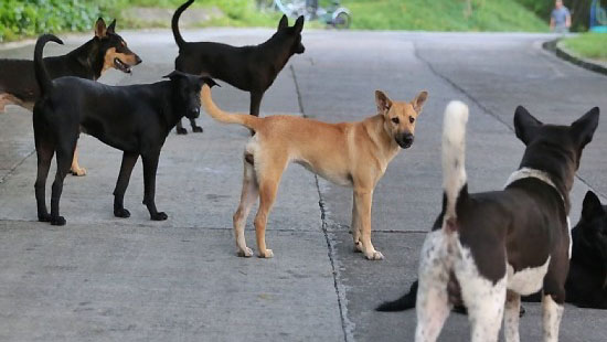 Nuôi chó một cách văn minh