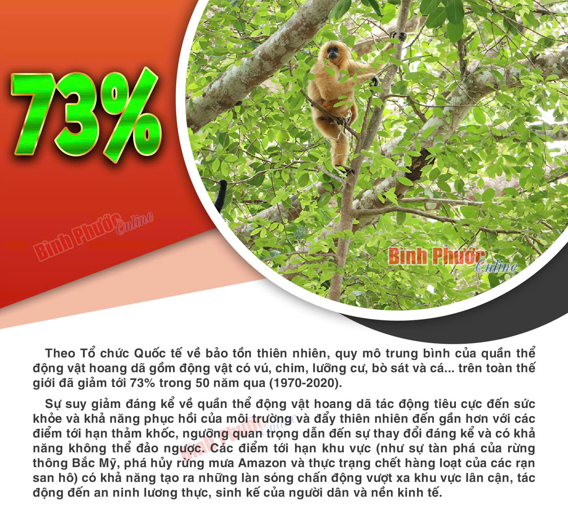 Số lượng động vật hoang dã toàn cầu giảm 73% trong 50 năm qua