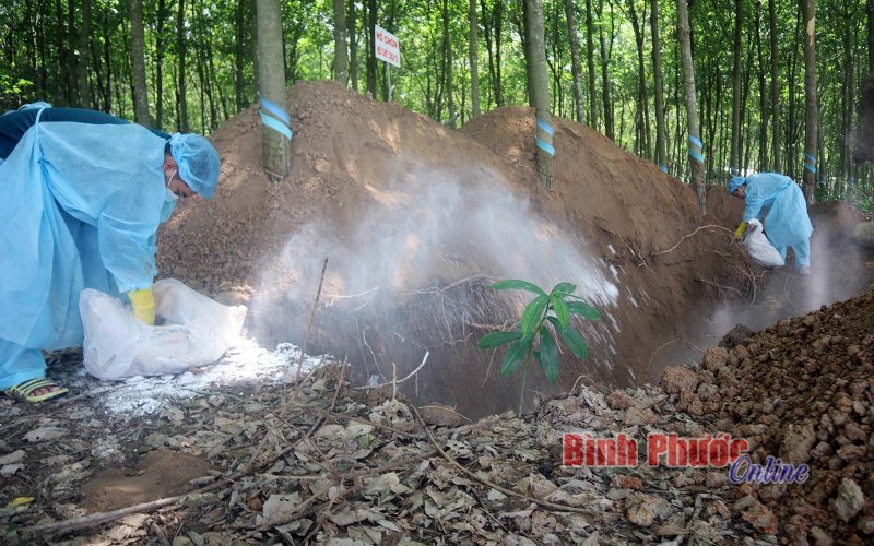 Dịch tả lợn châu Phi bất ngờ tái xuất hiện dịp gần cuối năm