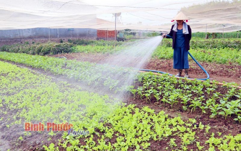Người trồng rau Xuân Đồng “sống chung” với ngập lụt