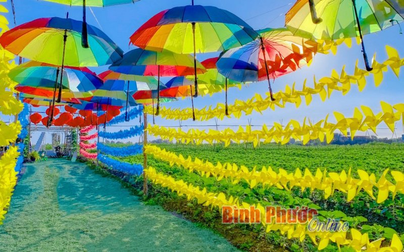 SUNFLOWER FARM:  Điểm check in mới của giới trẻ Đồng Xoài