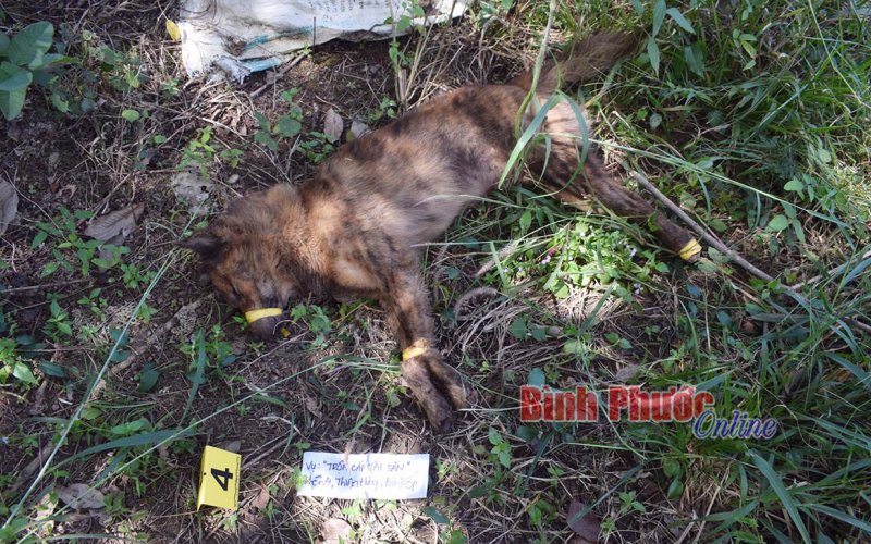 Thuê xe ô tô Innova đi trộm chó