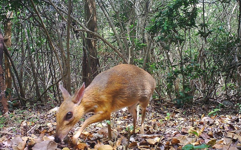 Việt Nam cam kết hợp tác đẩy lùi sự mất mát đa dạng sinh học