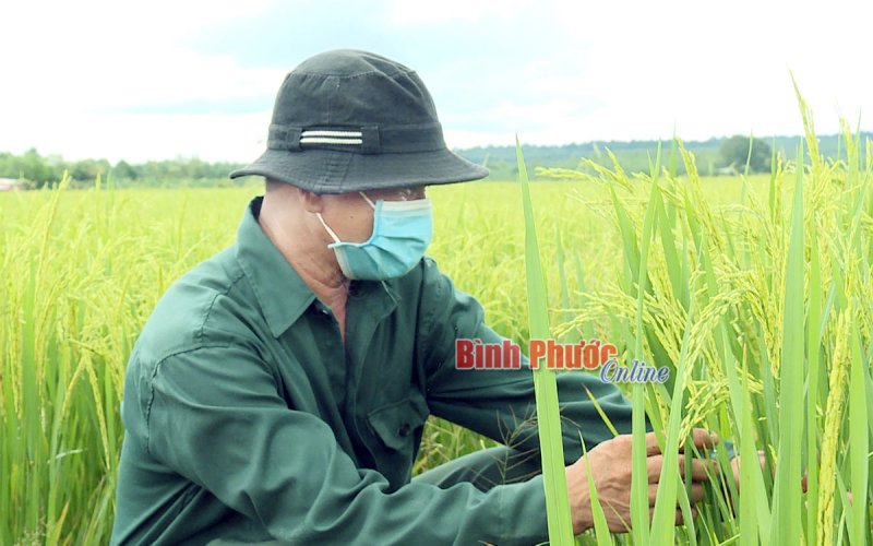 Đồng bào DTTS ở Lộc An “sống khỏe” nhờ cây lúa
