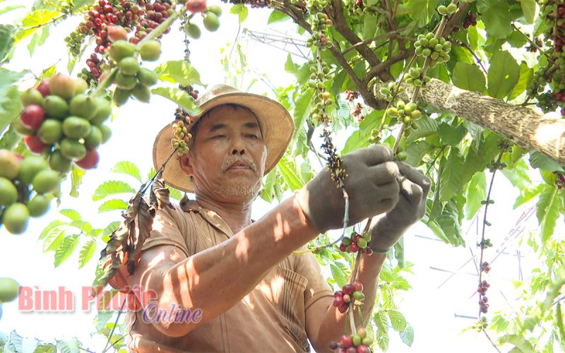 Giá vật tư nông nghiệp tăng cao - nông dân gặp khó