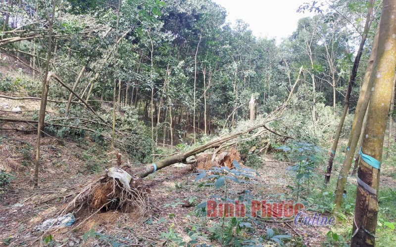 Huy động mọi nguồn lực, chủ động phòng ngừa, ứng phó với thiên tai