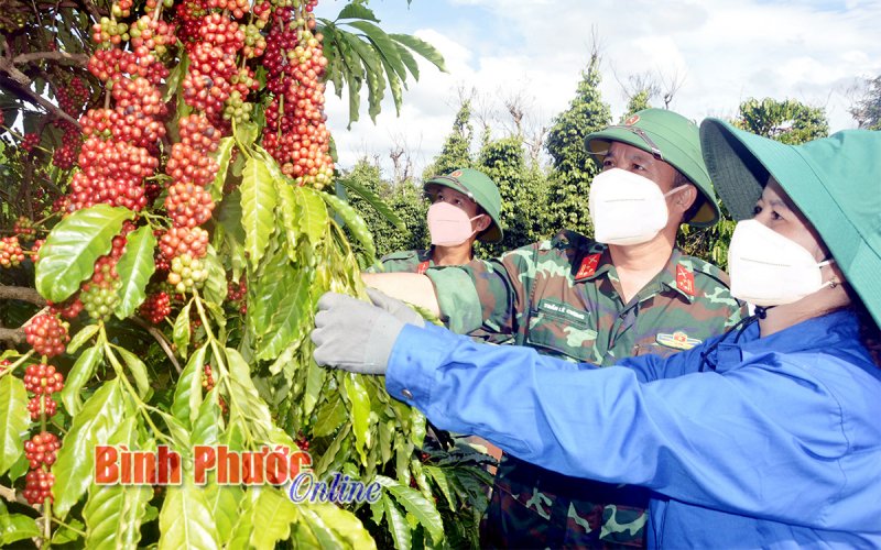 Niên vụ cà phê 2021-2022: Chưa trọn niềm vui