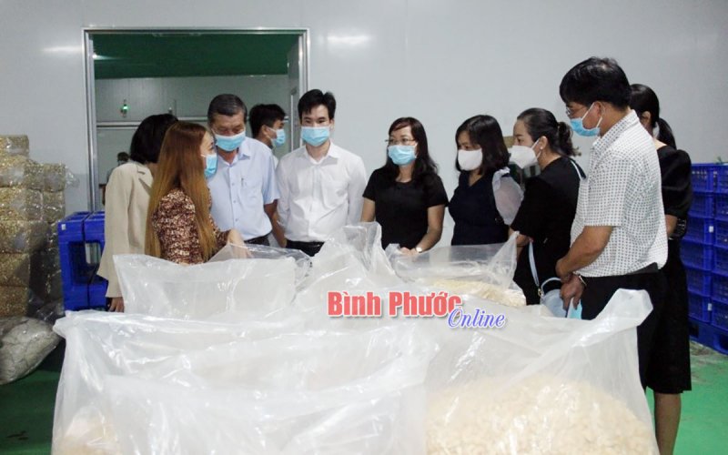 Sản xuất điều sạch theo công nghệ mới