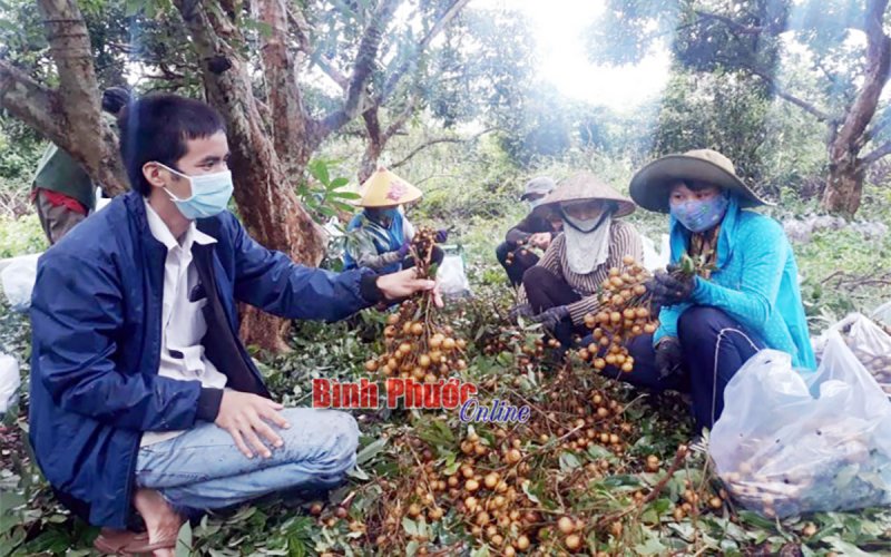 Tìm đầu ra cho nhãn Thanh Lương