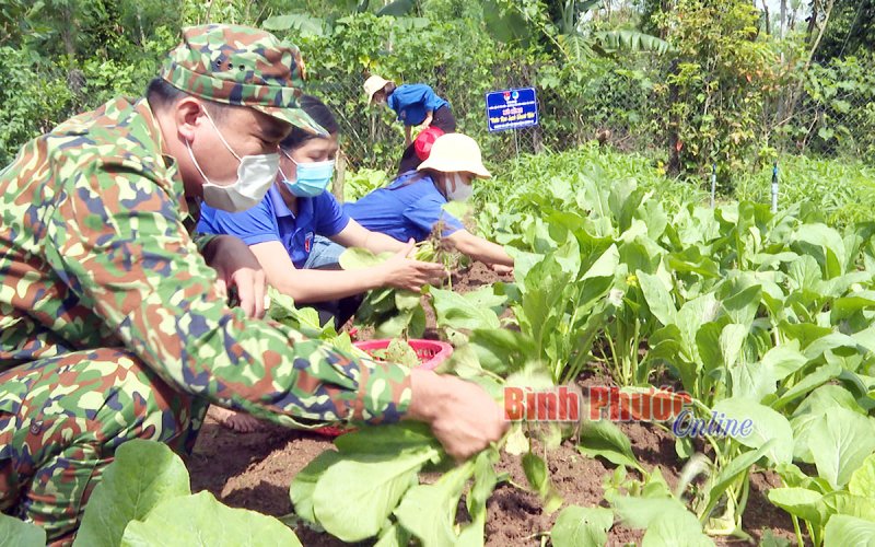 Vườn rau sạch thanh niên - hành động nhỏ, ý nghĩa lớn