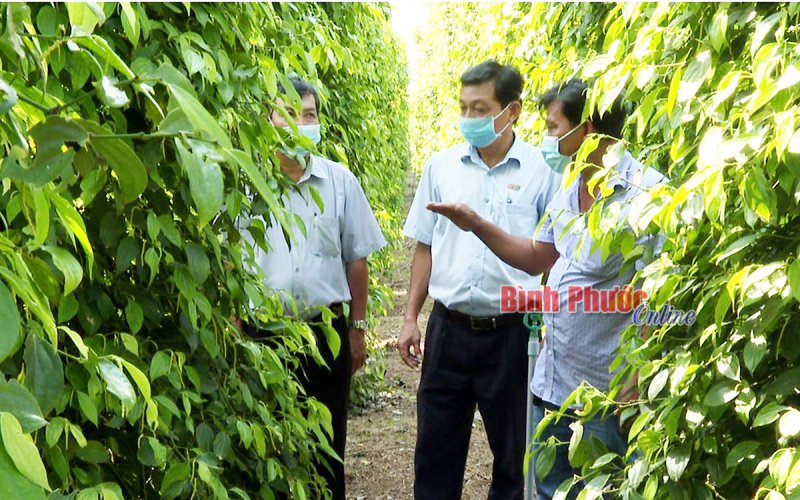 Vườn tiêu hữu cơ thu bạc tỷ