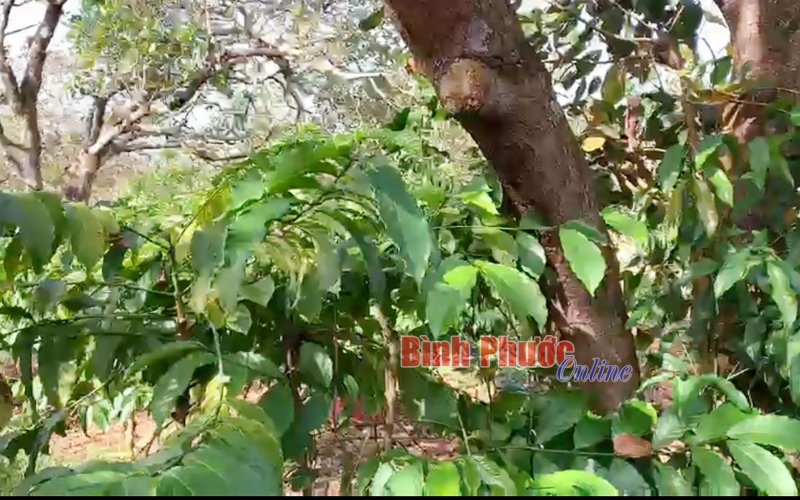 Bù Đăng: Sét đánh khiến 3 người trong một gia đình bị thương vong