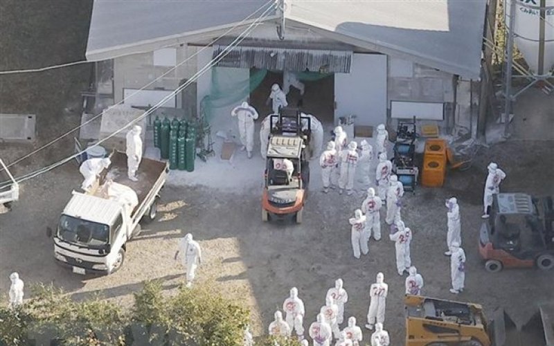 Dịch cúm gia cầm lan nhanh một cách bất thường ở Nhật Bản