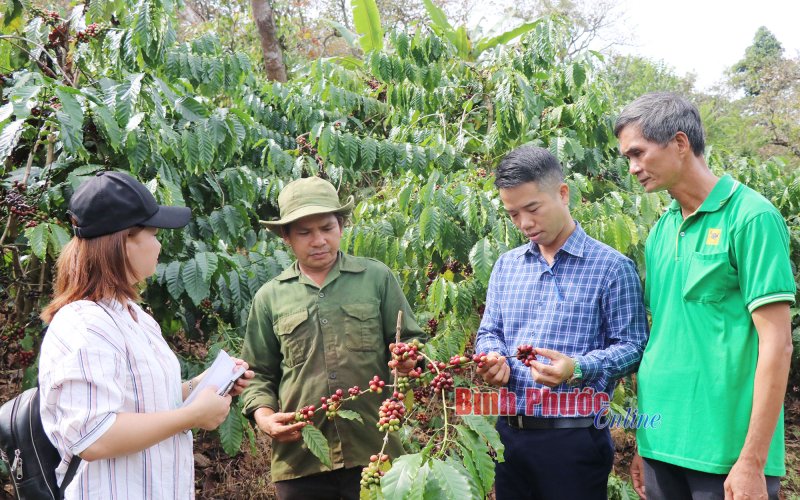 Khi cà phê được giá