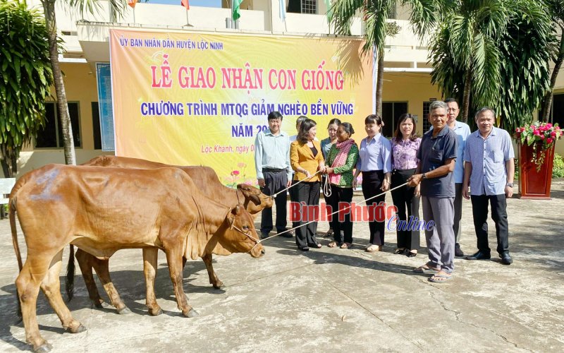 Lộc Ninh: Trao 196 con bò giống cho hộ nghèo dân tộc thiểu số 
