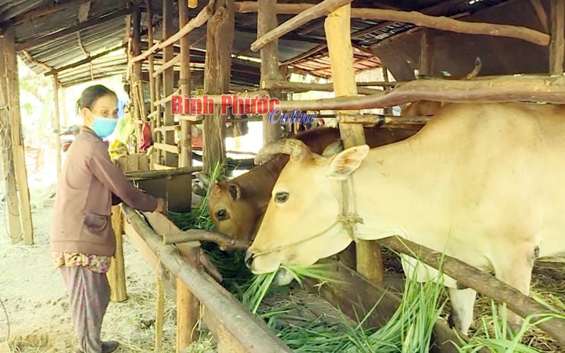 Phước Tín nỗ lực giảm nghèo 