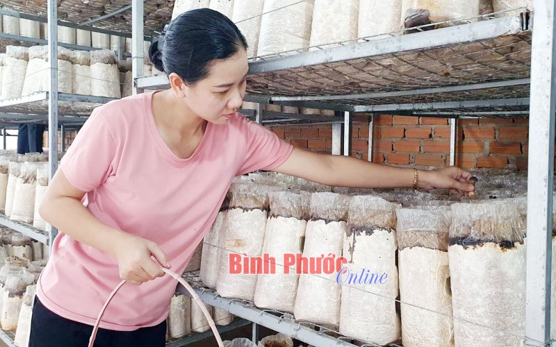 Sức hấp dẫn của nấm mối đen