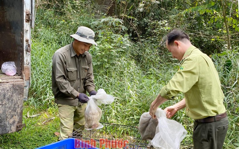 Thả nhiều loài động vật hoang dã quý hiếm về rừng tự nhiên