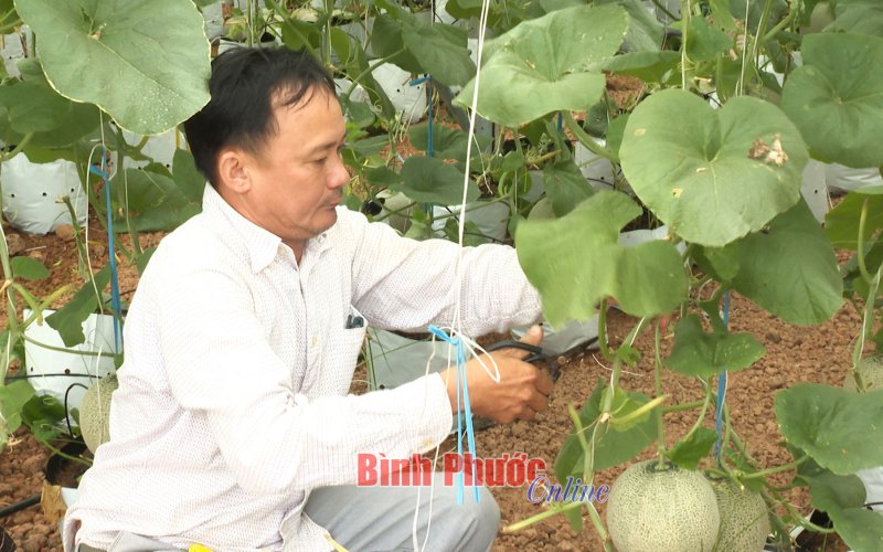 Thúc đẩy kinh tế tập thể từ trồng dưa lưới công nghệ cao