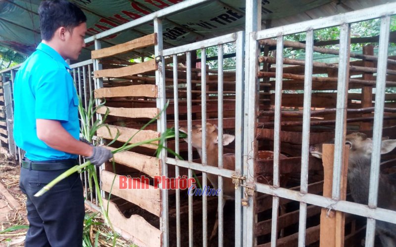 Tín dụng chính sách góp phần phục hồi, phát triển kinh tế