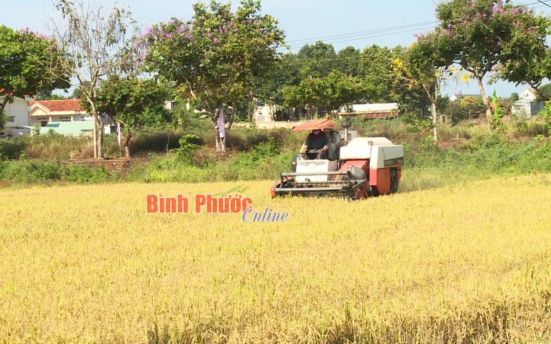 Ứng dụng khoa học, nâng cao giá trị cây lúa