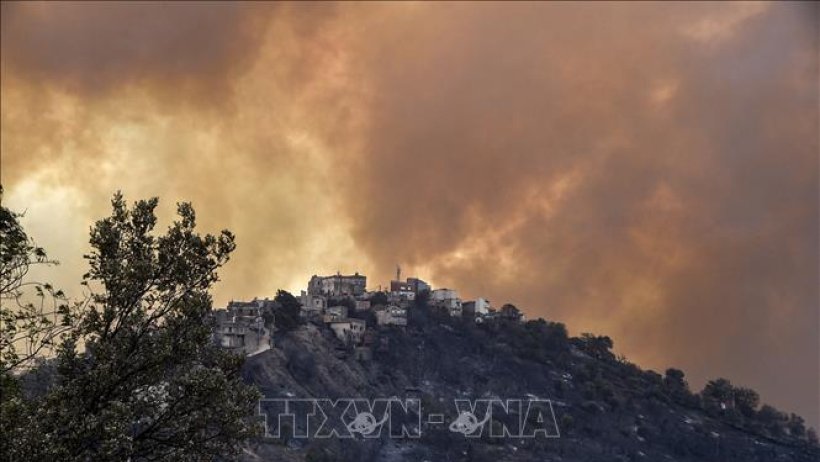 Cháy rừng thiêu rụi 41.000 ha tại Algeria trong năm 2023