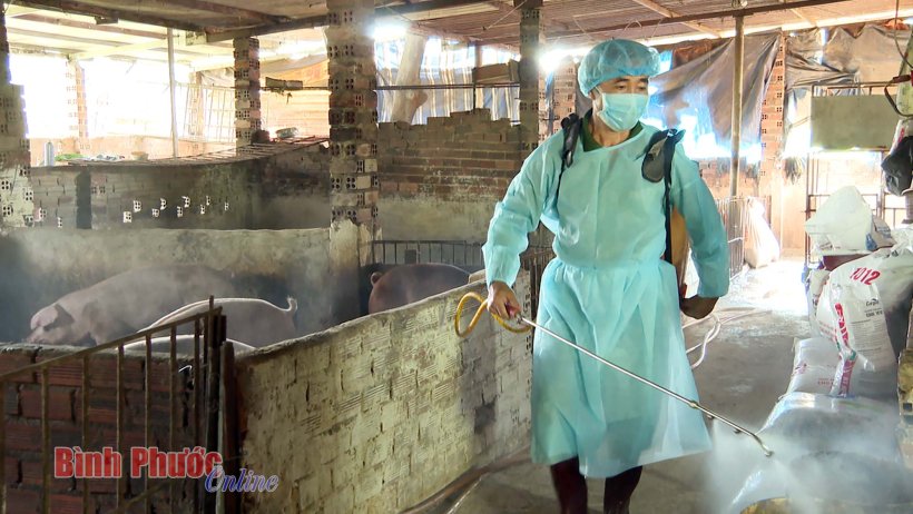 Chủ động phòng, chống, đẩy lùi bệnh dịch tả lợn châu Phi