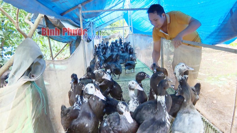 Hiệu quả từ nuôi vịt xiêm trên sàn lưới
